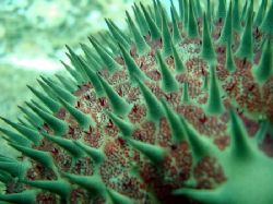 Crown of Thorns - North shore ~35' no strobe. by Glenn Poulain 